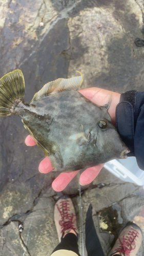 カワハギの釣果