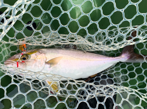 ショゴの釣果