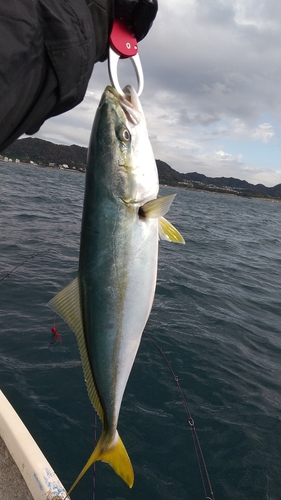 イナダの釣果