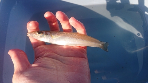 シロギスの釣果