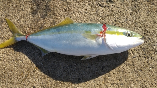 ワカシの釣果