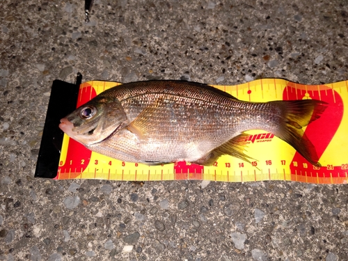 ウミタナゴの釣果