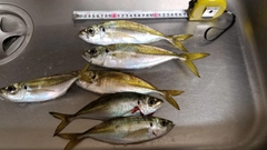 マアジの釣果