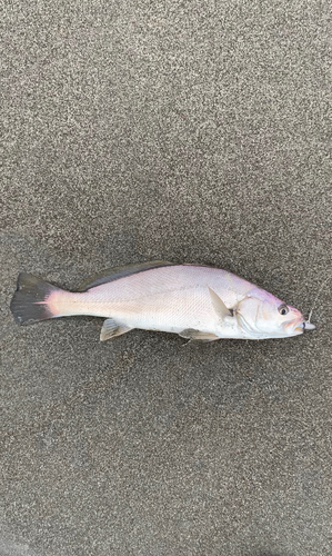 ニベの釣果