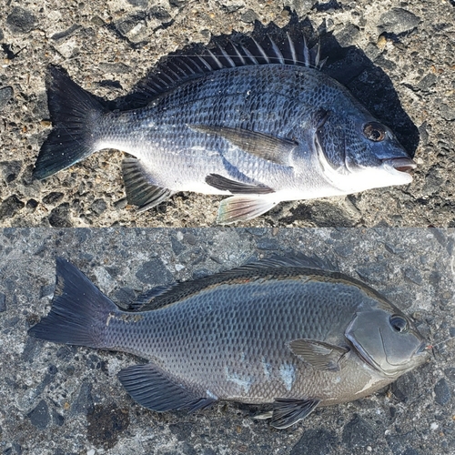 クロダイの釣果