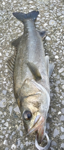 セイゴ（マルスズキ）の釣果