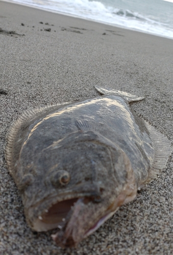 ソゲの釣果