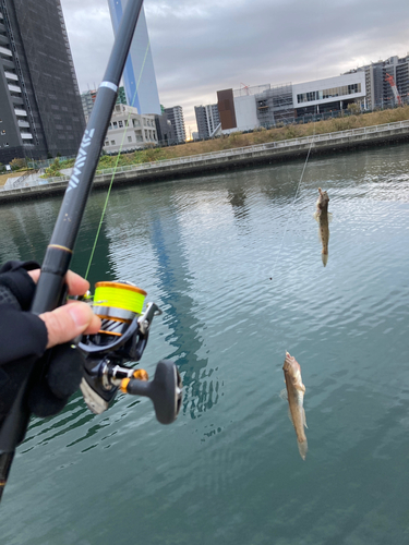 マハゼの釣果