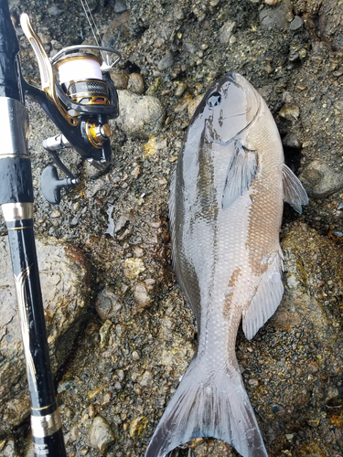 オナガグレの釣果