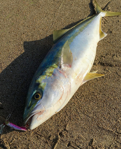 イナダの釣果