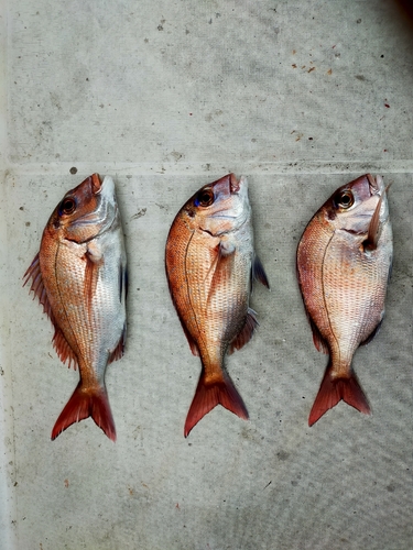 マダイの釣果