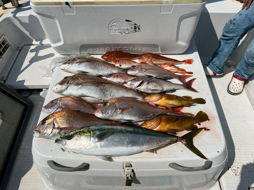 マダイの釣果