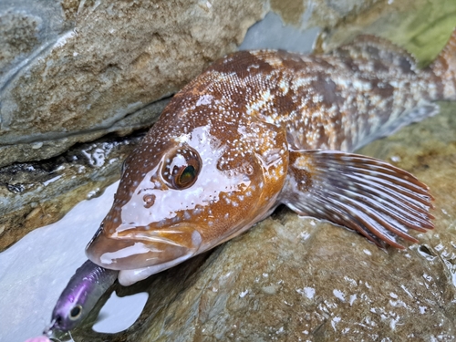 アイナメの釣果