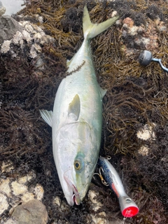 ブリの釣果