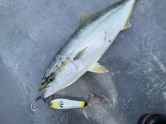 ハマチの釣果