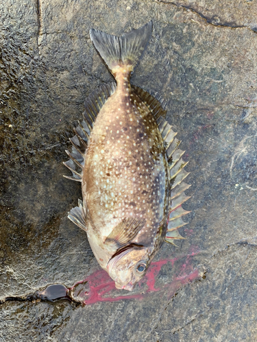 アイゴの釣果