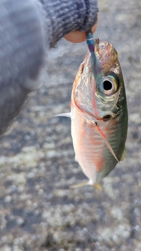 マルアジの釣果