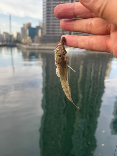 マハゼの釣果