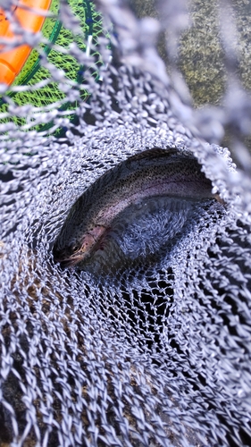 ニジマスの釣果