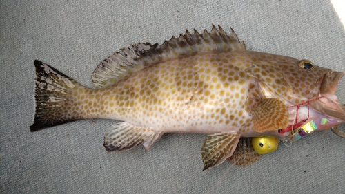 オオモンハタの釣果