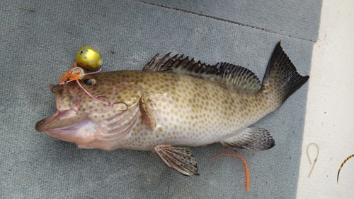 オオモンハタの釣果