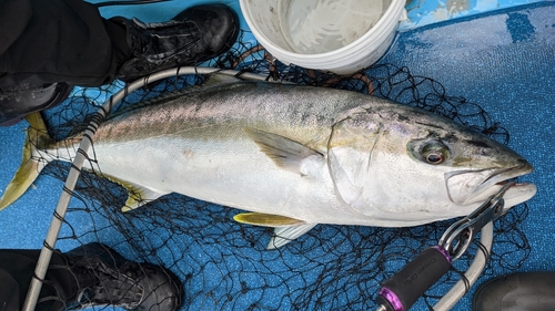 ヒラマサの釣果