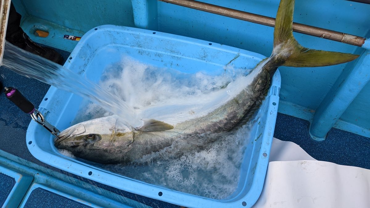 🎣みやもん🎣さんの釣果 3枚目の画像