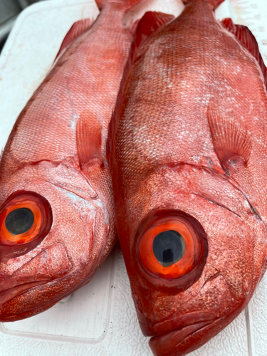 キントキダイの釣果