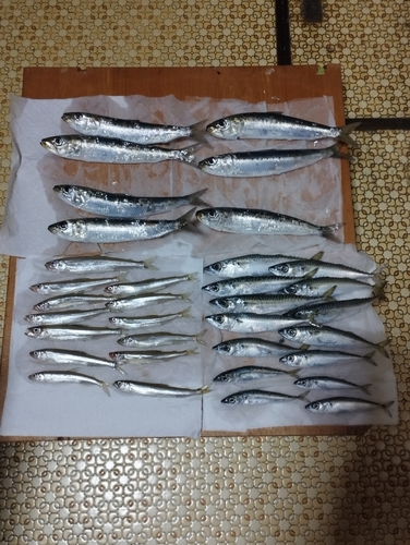 イワシの釣果