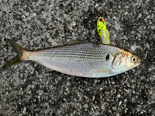 コノシロの釣果