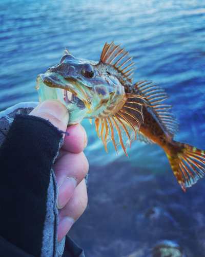 アナハゼの釣果