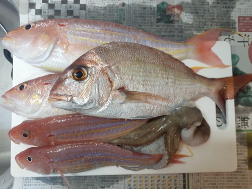 タイの釣果