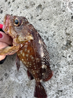 カサゴの釣果