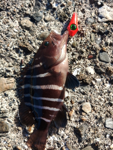 マハタの釣果