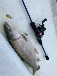 ニジマスの釣果