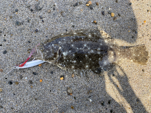 ソゲの釣果