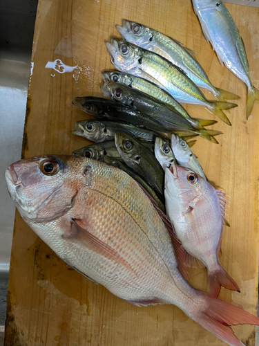 マダイの釣果