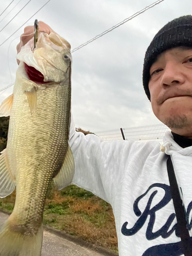 ラージマウスバスの釣果