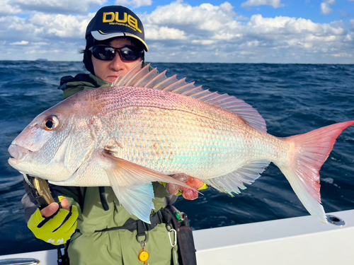 マダイの釣果