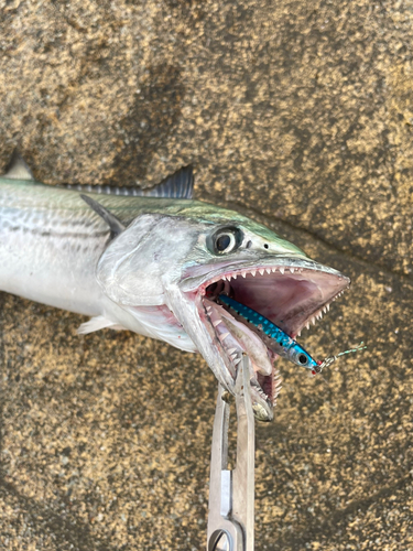 サゴシの釣果