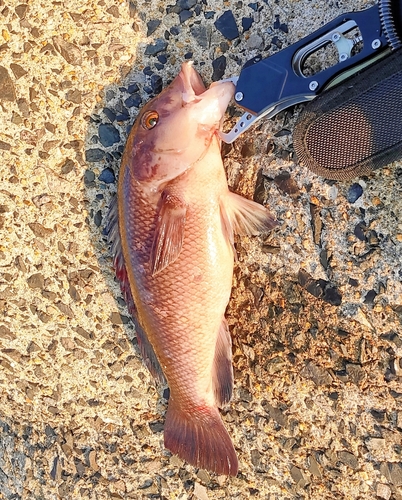 コブダイの釣果