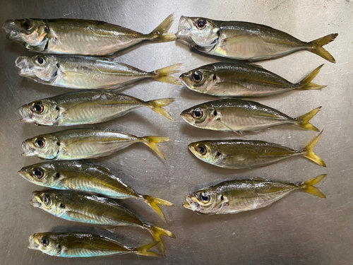 アジの釣果