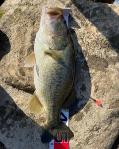 ブラックバスの釣果