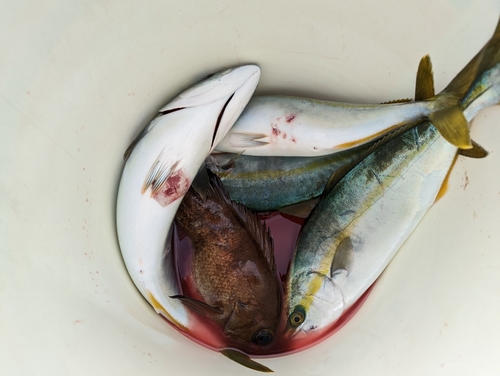 メバルの釣果