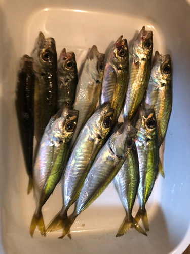 アジの釣果