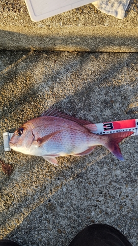 マダイの釣果