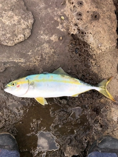 ハマチの釣果