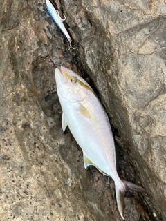 カンパチの釣果