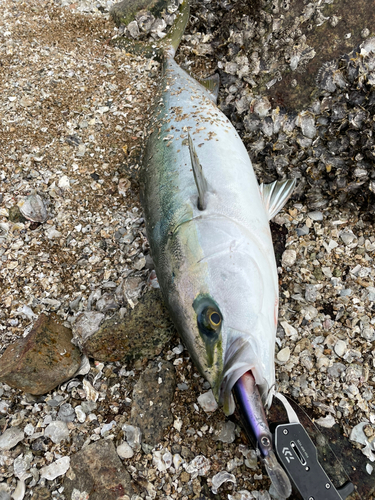 ハマチの釣果