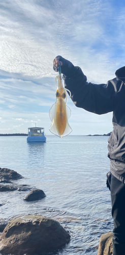 キントキダイの釣果